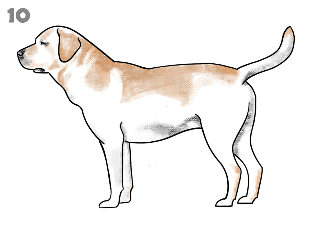 how to draw a dog step by step