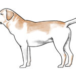 how to draw a dog step by step