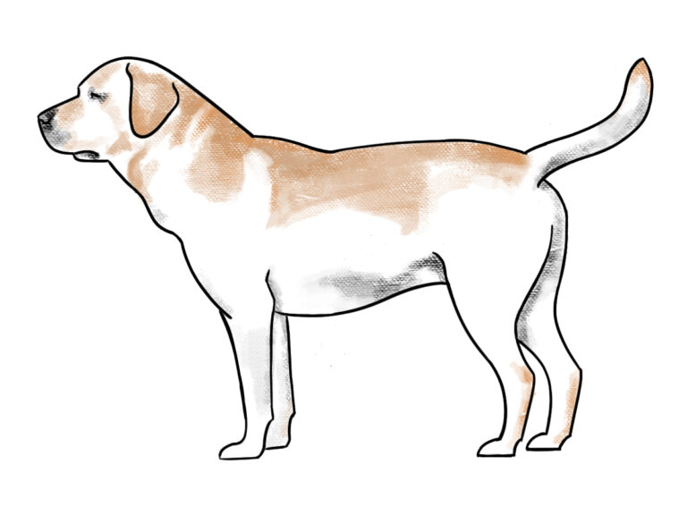 how to draw a dog step by step