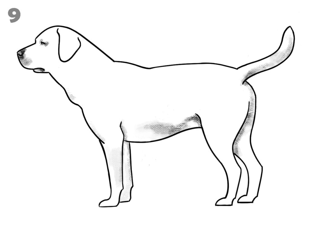 how to draw a dog step by step