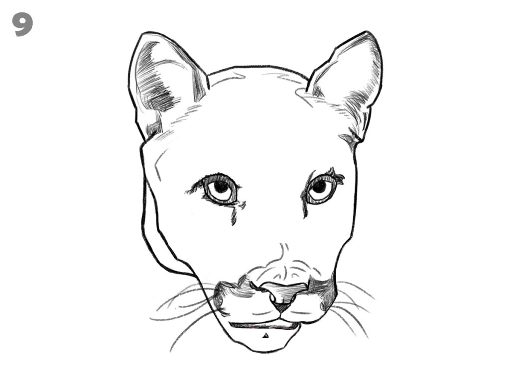 How to draw a panther face 
