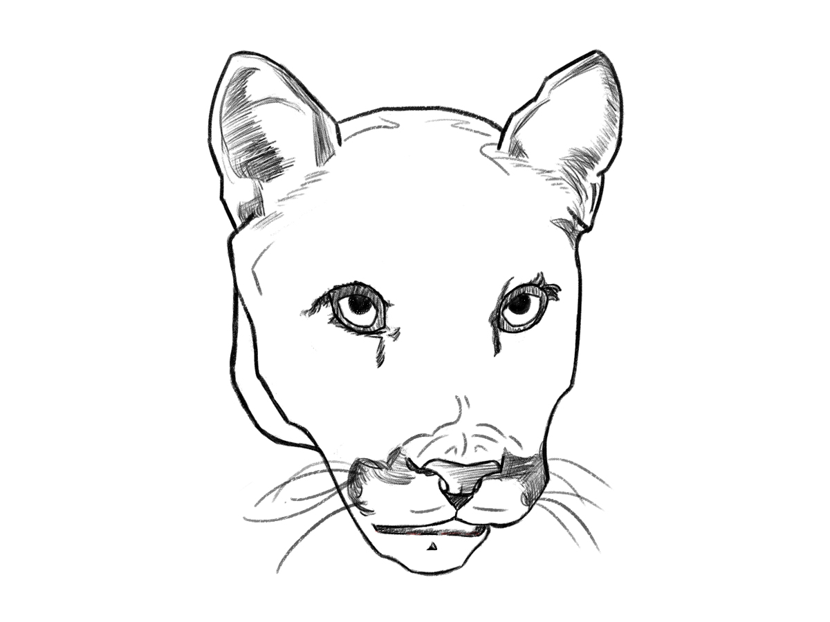 How to draw a panther face