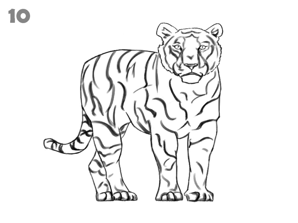 How to draw a tiger
