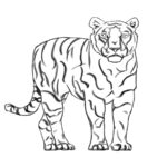 How to draw a tiger
