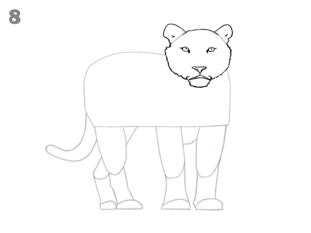 How to draw a tiger