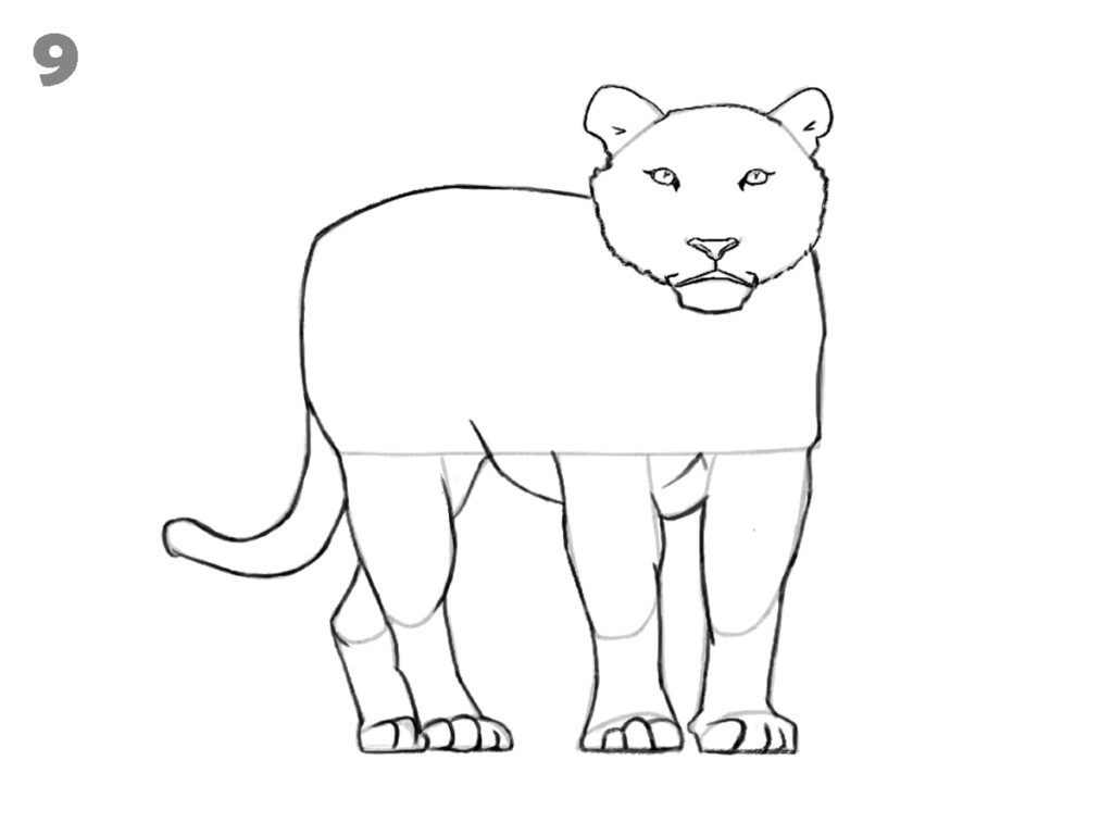 How to draw a tiger