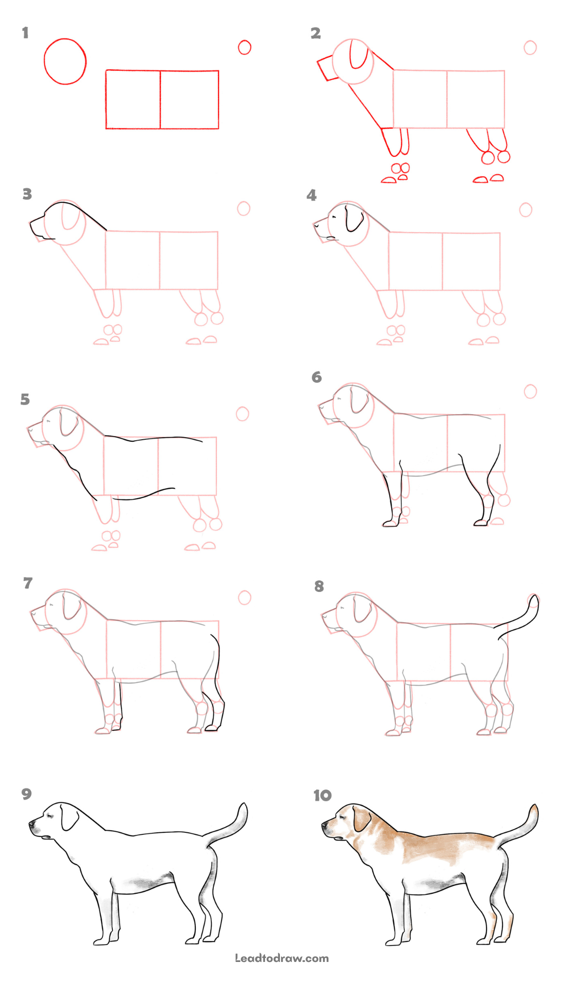 How to draw a dog 