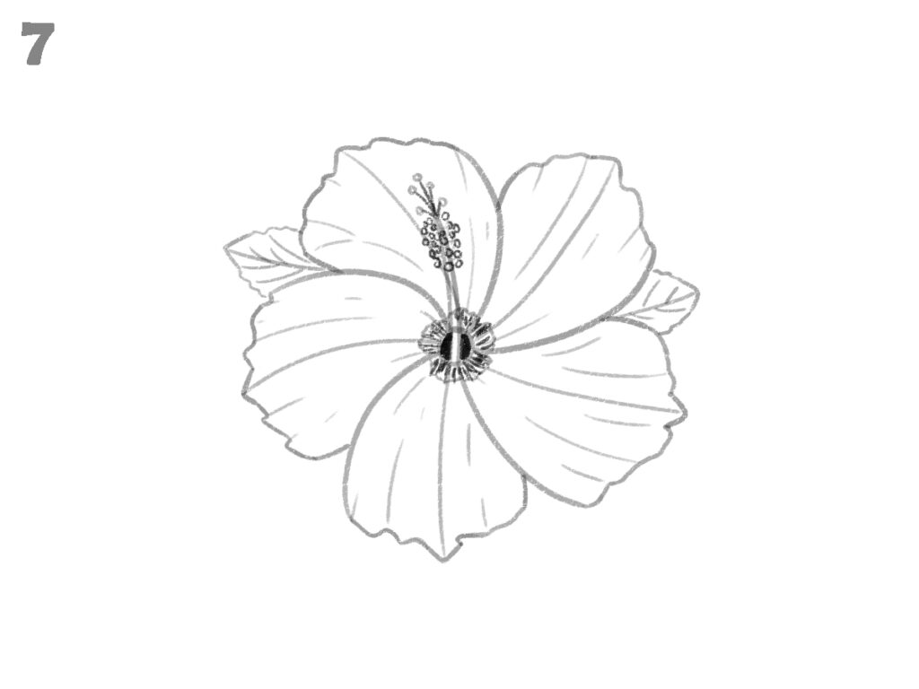 how to draw hibiscus flower
