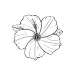 how to draw hibiscus flower
