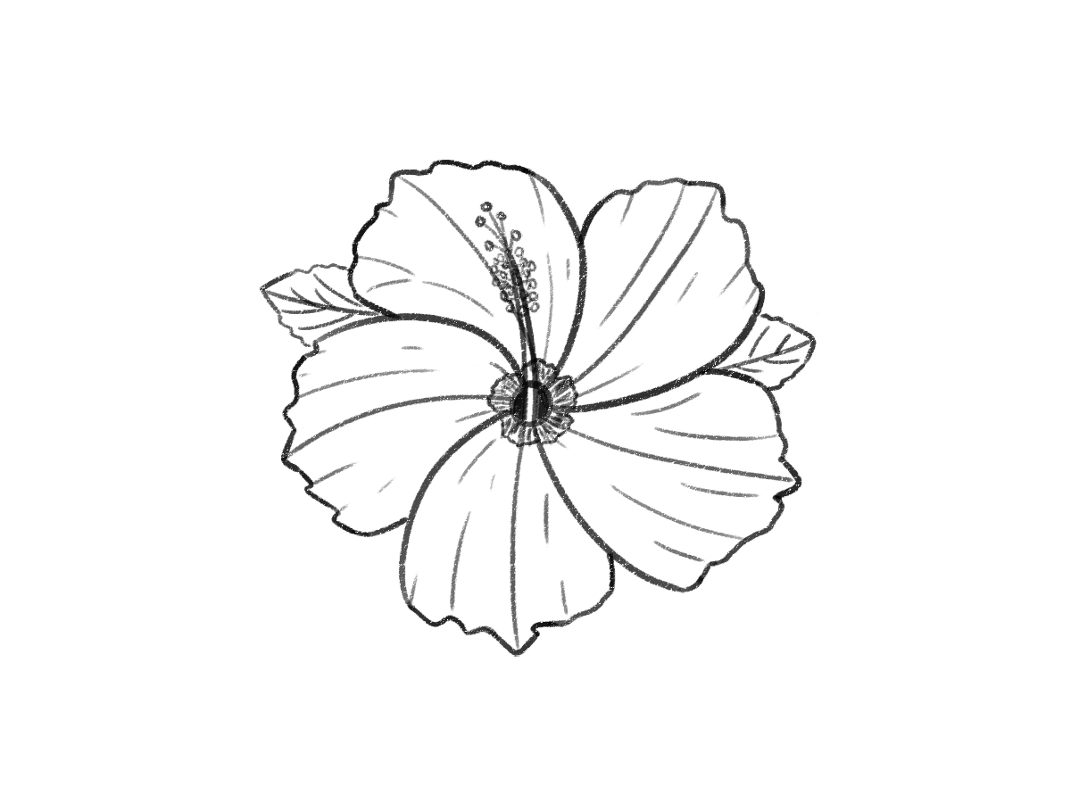 how to draw hibiscus flower