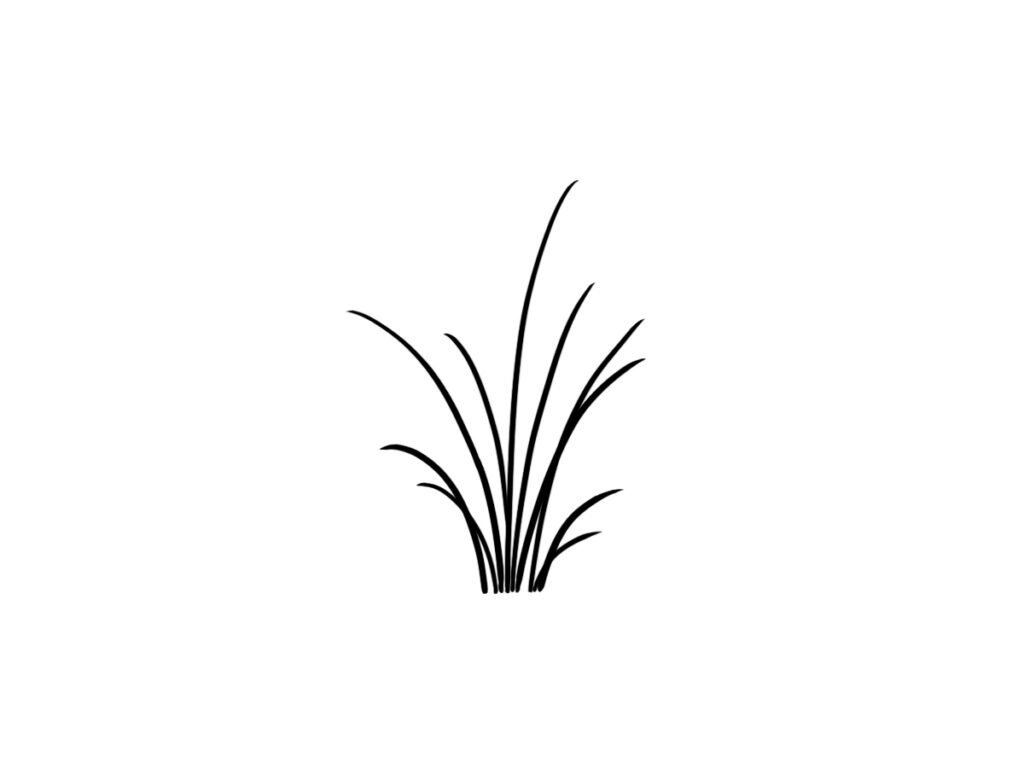 how to draw grass