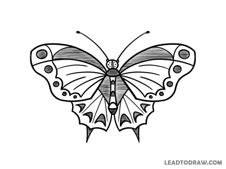 how to draw a butterfly easy
