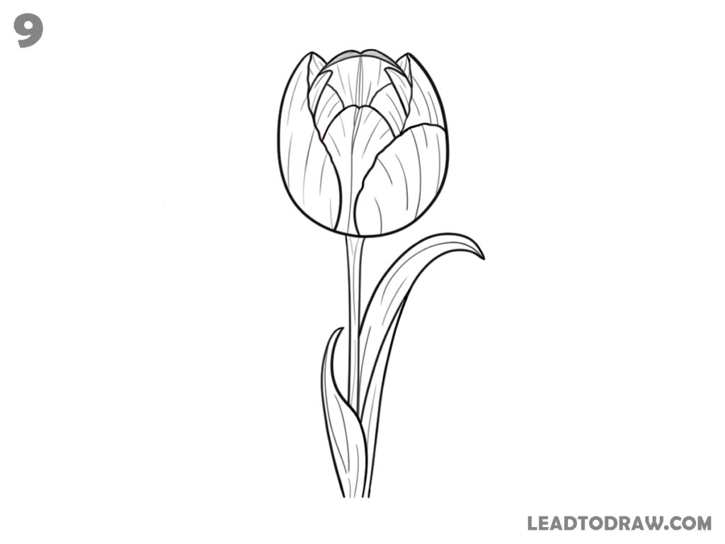 how to draw a tulip step by step