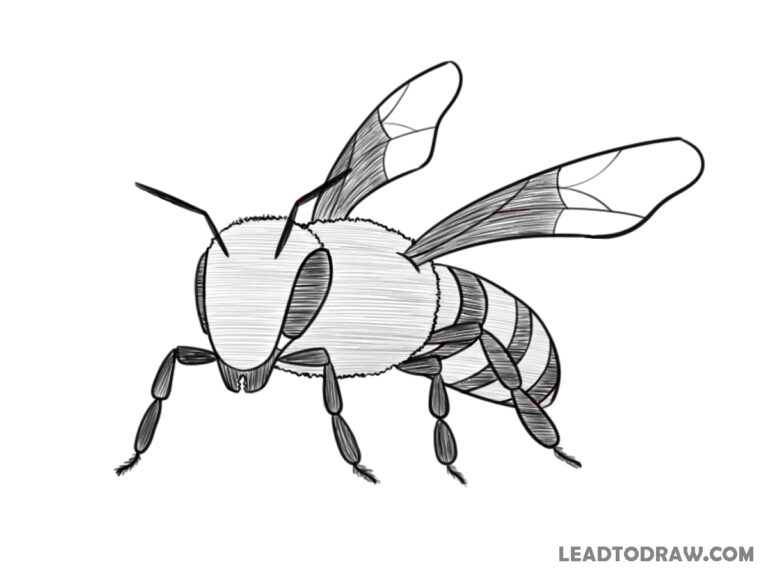 how to draw a bee