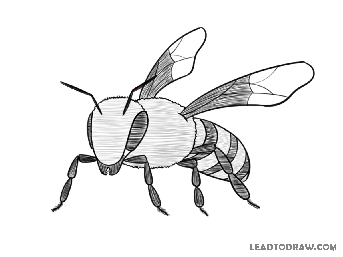 how to draw a bee