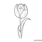 how to draw a tulip flower easy
