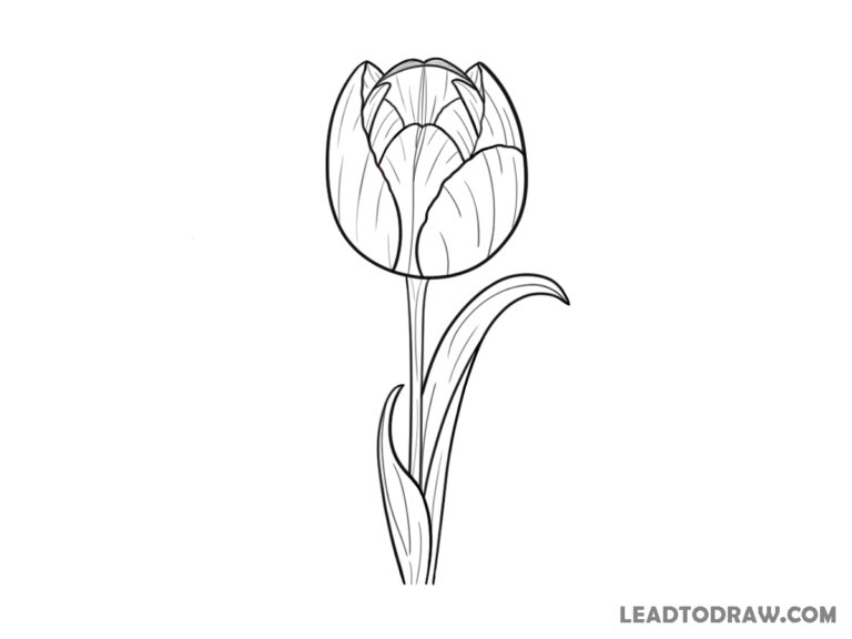 how to draw a tulip flower easy