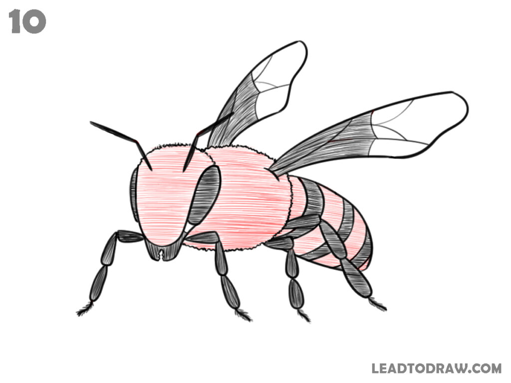 how to draw a bee