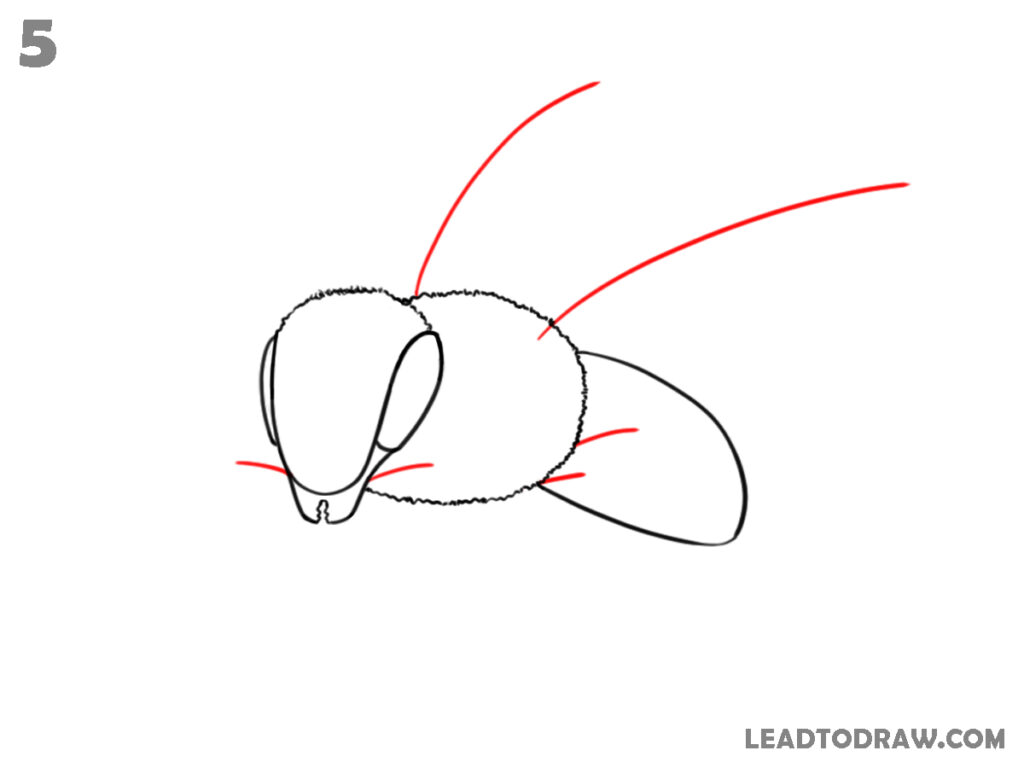 how to draw a bee easy