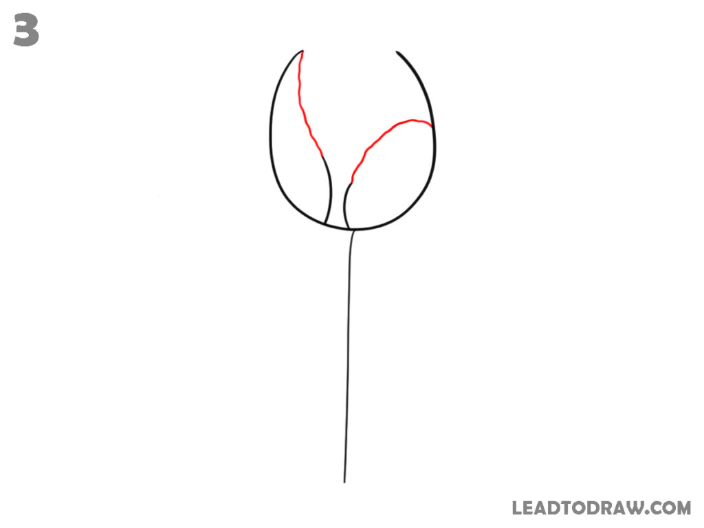 how to sketch a tulip