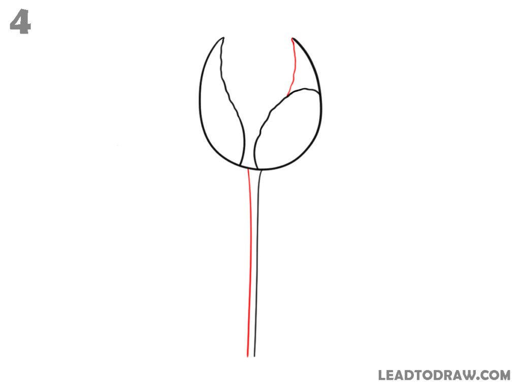 how to sketch a tulip