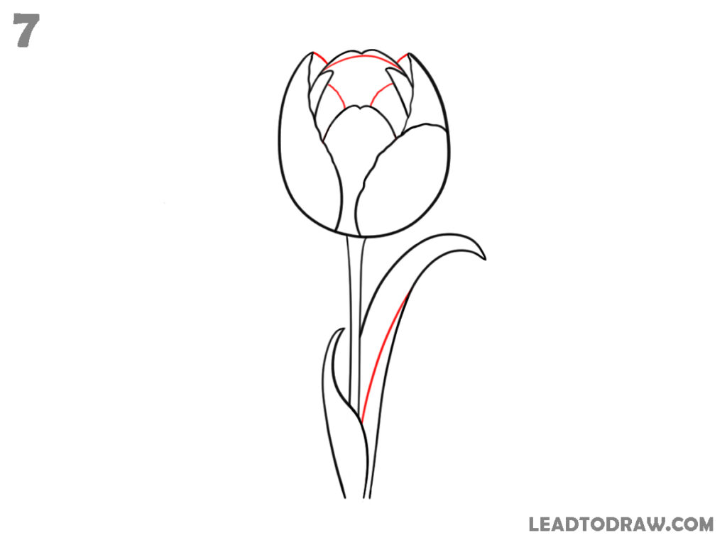 how to draw a tulip step by step