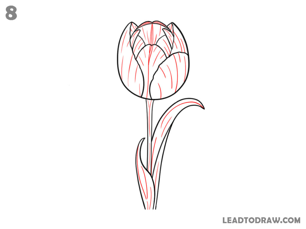 how to draw a tulip step by step