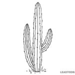 cactus how to draw