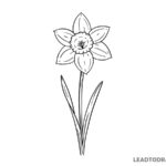 how to draw a daffodil flower