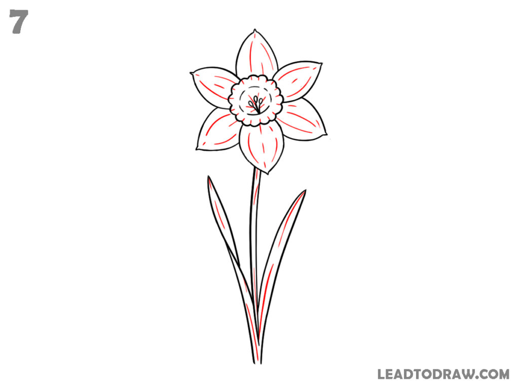 how to draw a daffodil flower