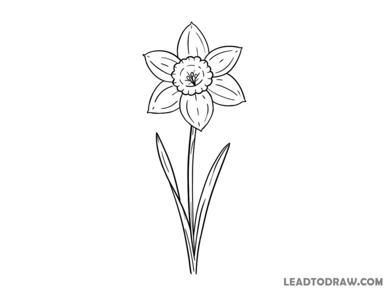 how to draw a daffodil flower