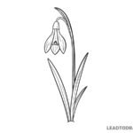 how to draw snowdrop flower