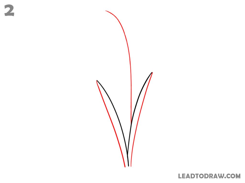 how to draw a snowdrop flower