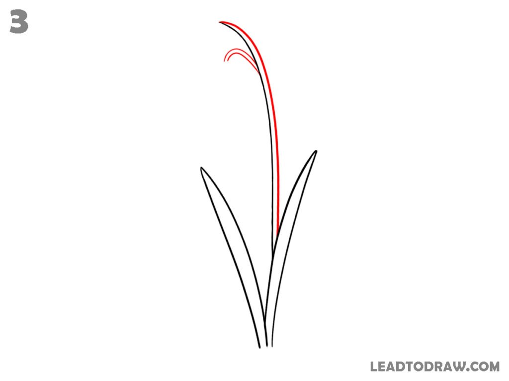 how to draw a snowdrop flower step by step