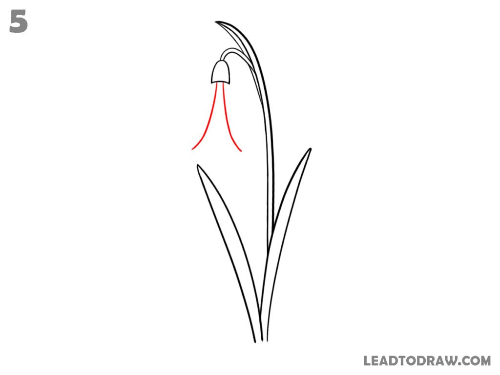 how to draw a snowdrop flower step by step