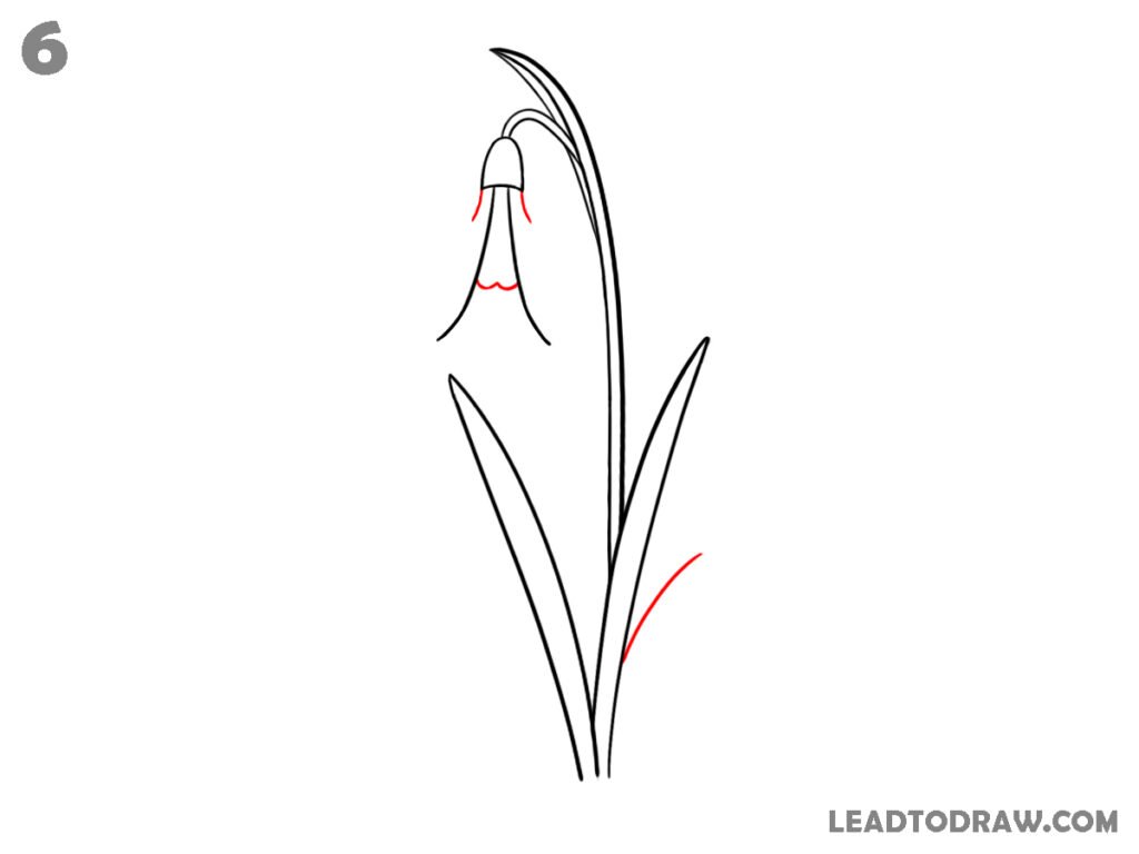 how to draw a snowdrop flower step by step