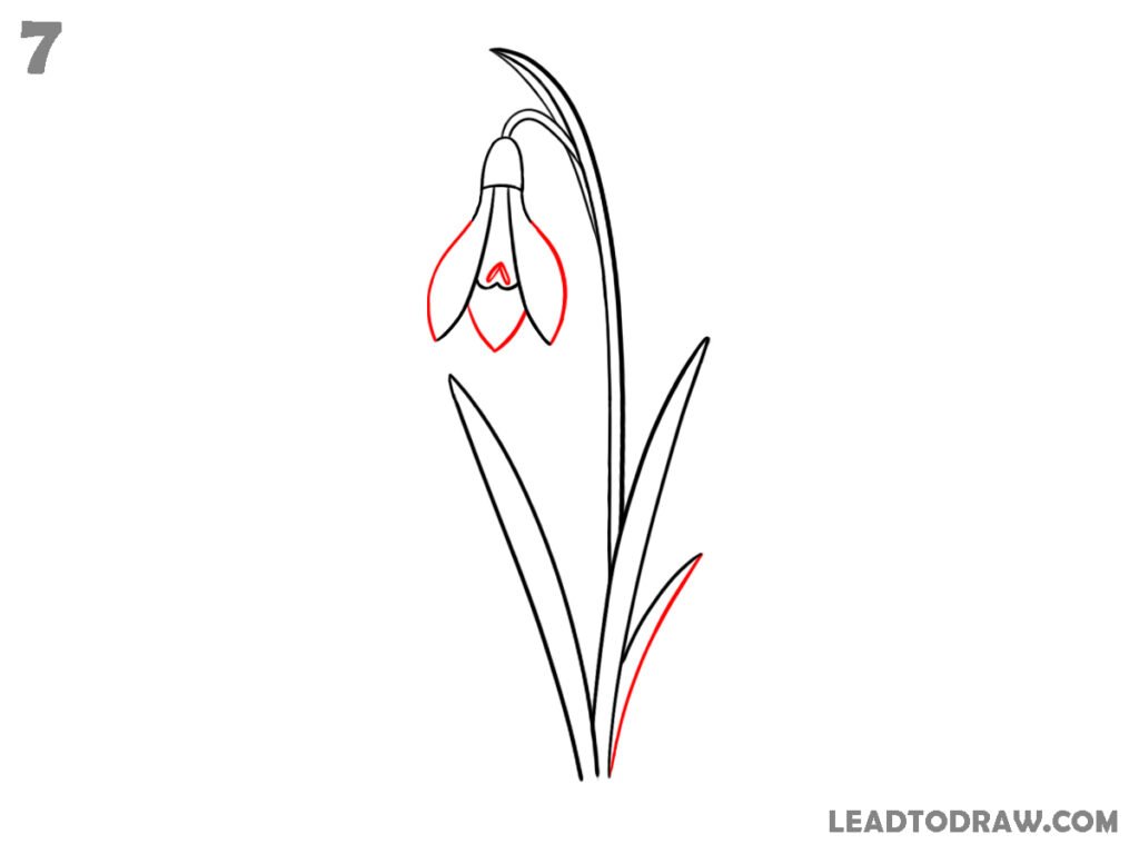 how to draw snowdrop flower