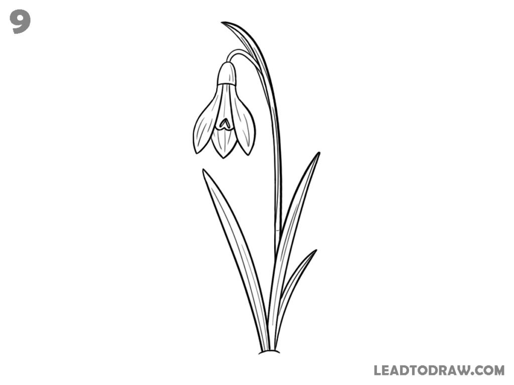 how to draw snowdrop flower
